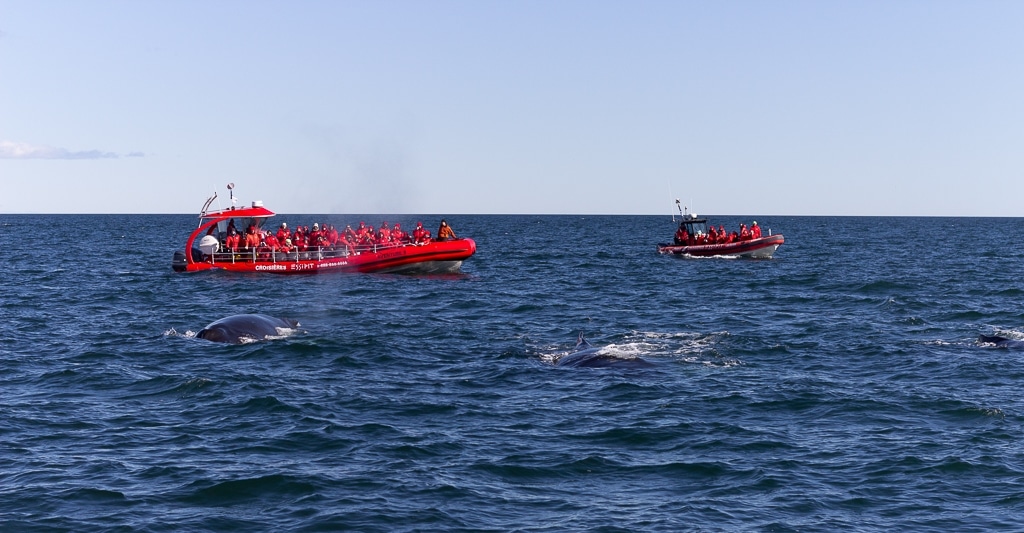 Voir des baleines à Tadoussac
