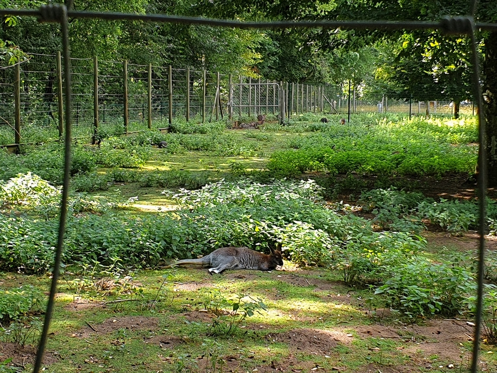 Les kangourous du Domaine de Chantilly