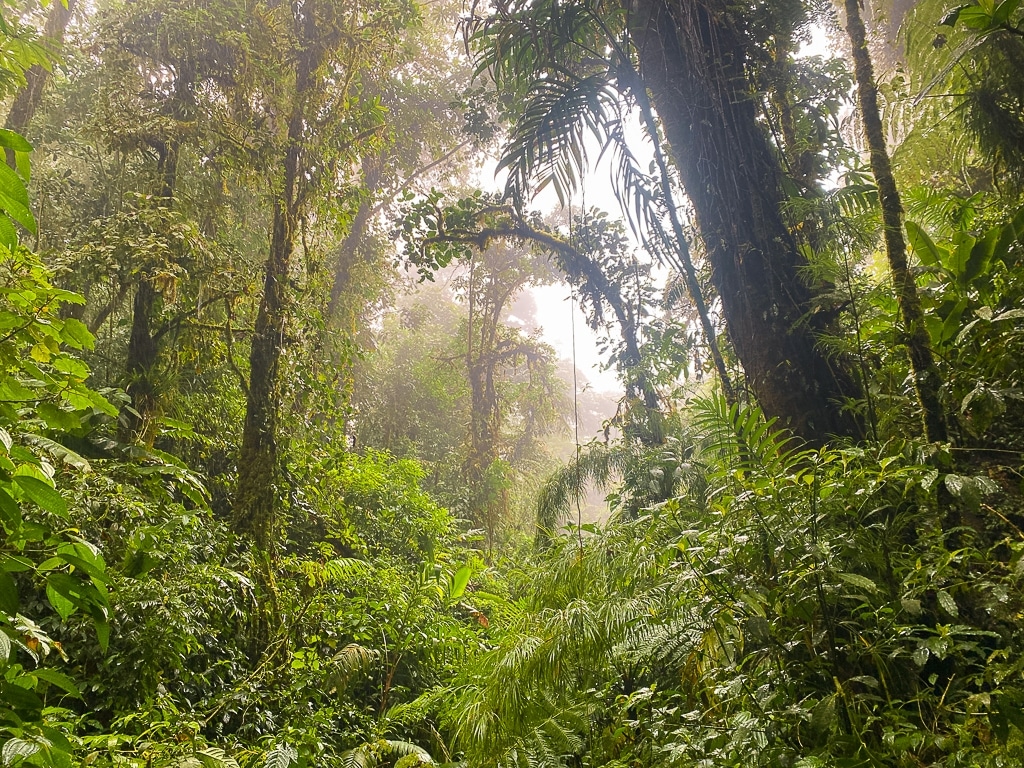 réserve de Santa Elena Costa Rica Monteverde