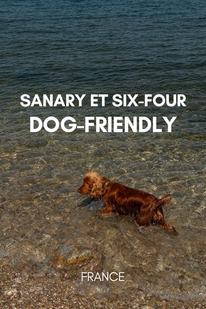 Que faire a Sanary et Six-Fours avec un chien ? Mes bonnes adresses dog-friendly dans le var